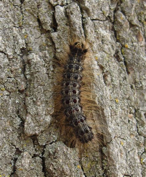 File:Gypsy moth caterpillar - top view.jpg