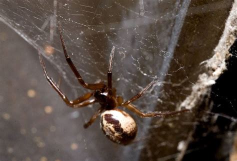 False Widow Spider Images | The False Widow Spider