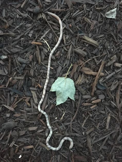 An interesting worm found while gardening in Georgia : Whatisthis