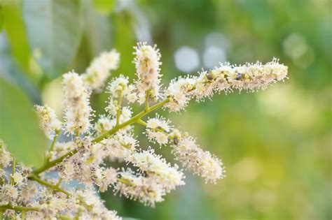 Premium Photo | Flower of longan in the garden with blue sky