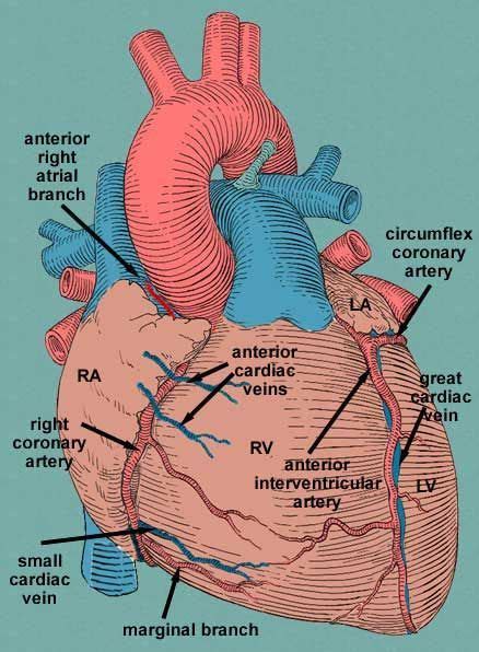 small cardiac vein - Google Search | Medical anatomy, Medical studies ...