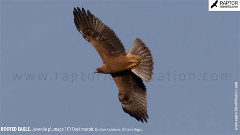 Booted Eagle, Juvenile Plumage Dark Morph – Raptor Identification – The complete raptors guide