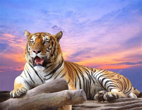 Tiger looking something on the rock with beautiful sky at sunset ...