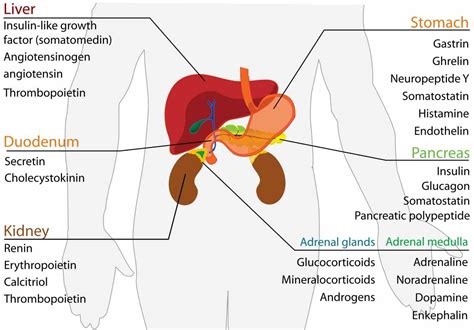 Endocrine System Organs And Functions | MedicineBTG.com