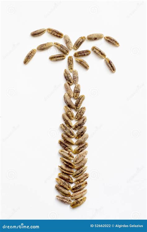 Date palm tree seeds stock photo. Image of seed, health - 52662022