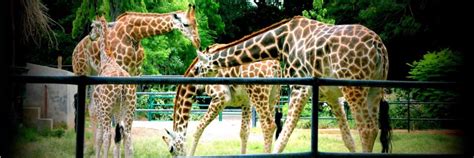 mysore zoo map Archives - The Revolving Compass