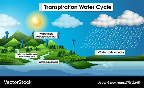 Diagram showing transpiration water cycle Vector Image