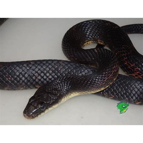 Texas Rat Snake - juvenile to adult - Strictly Reptiles