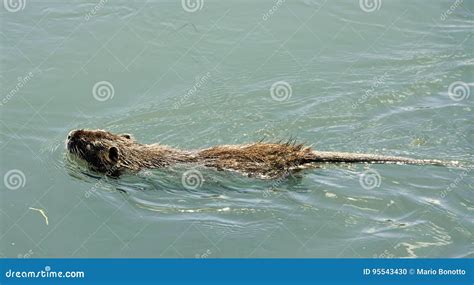 Nutria rat stock photo. Image of coypu, canal, organism - 95543430