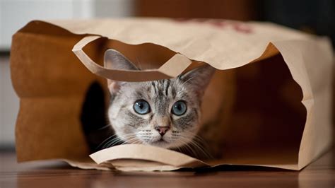 11 Adorable Cats Cozied Up In Bags | Woman's World