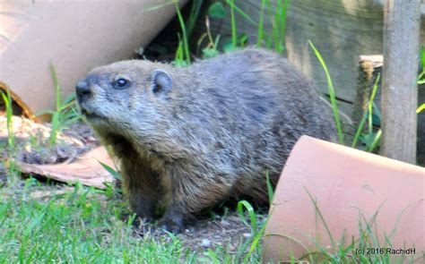 DSC_0272 | Marmot ~ Groundhog ~ Woodchuck ~ Marmota monax ~ … | Flickr