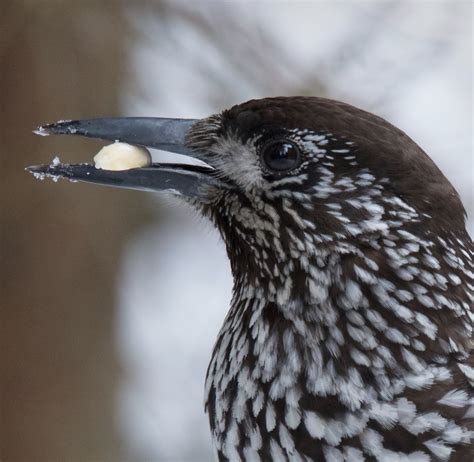 Eurasian nutcracker | Nutcracker, Birds, Animals