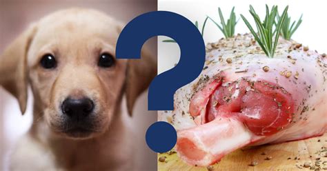 Can Dogs Eat Beef Bones? A Vet’s Opinion - Vetnoms