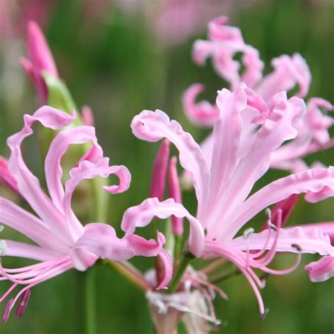 Buy nerine bulb Nerine bowdenii Ostara: £3.99 Delivery by Crocus