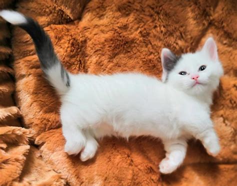 Munchkin Cats For Sale | Kansas City, MO #297274 | Petzlover