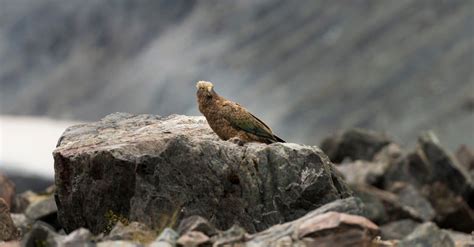 Kakapo Bird Facts | Strigops habroptilus | AZ Animals