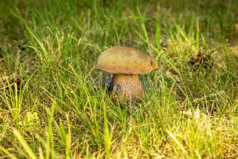 Edible Forest Mushroom in the Grass Stock Image - Image of grow, tasty ...