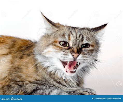 Aggressive Angry Ginger Cat with Open Mouth Stock Photo - Image of bellicose, invasive: 171800464