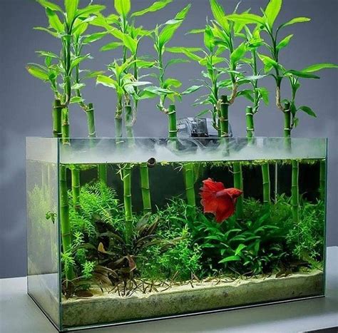 6 Inch Lucky Bamboo dracaena Sanderianaeasy Live Aquarium - Etsy in 2022 | Fish tank plants ...