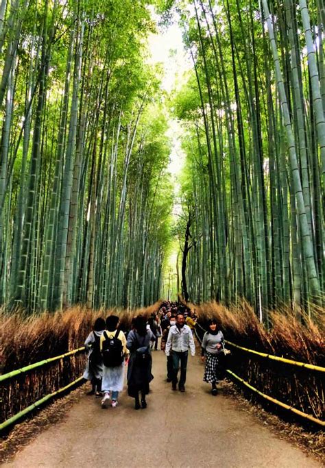 Arashiyama Bamboo Forest Kyoto | Japan Experience