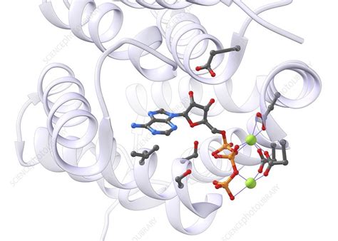 ATP molecule in an enzyme's active site, illustration - Stock Image - C039/4524 - Science Photo ...