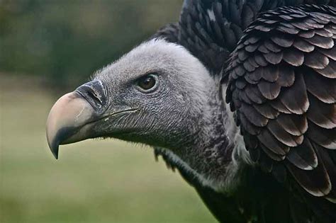 Why Are Vultures Bald? | Bird Spot