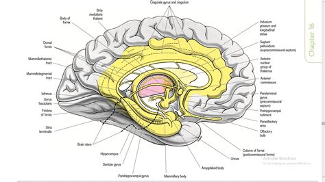 human biology - Why is the hippocampus considered to be a cortical structure but not the ...