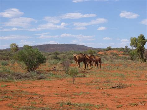 feral camels | Andrea Williams | Flickr