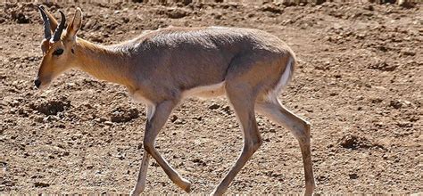 Mountain Reedbuck Hunting - Sulurija African Safaris