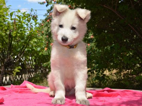 White Swiss Shepherds Dog For Sale | White Swiss Shepherds Dog Puppies | White swiss shepherd ...