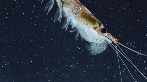 Krill | National Geographic