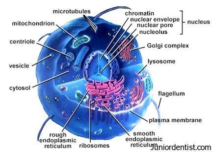 Cell Components and Functions of Cell Organelles