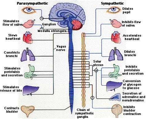 Autonomic Nervous System (ANS) - Rapid Diagnostics