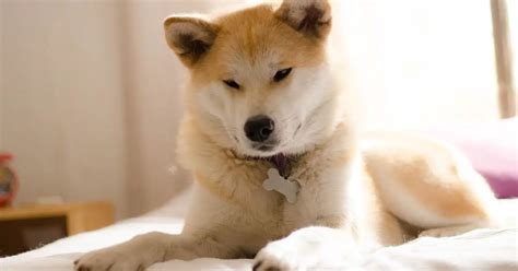 Akita Inu - what you don't know