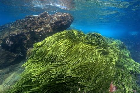 Green algae in the Atlantic Ocean off Brazil. Poster Print by VWPics ...