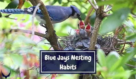 Blue Jays Nesting Habits 2024: When, Where & How They Nest!