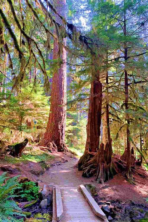 Sol Duc Falls Trail, Olympic National Park: Complete Guide