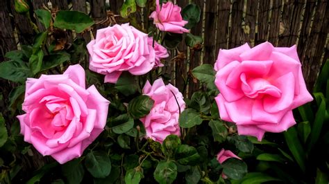 Porqué las rosas ecuatorianas son tan apreciadas - Cluster Flor