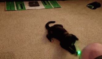 Cat Chasing Laser Pointer GIFs | Tenor
