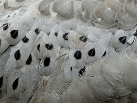 Cape Barren Goose Feathers Close - Free photo on Pixabay - Pixabay