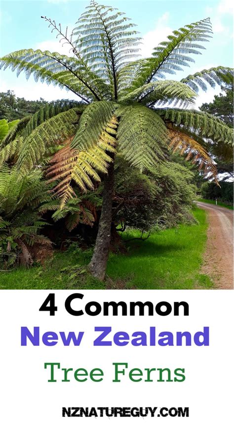 New Zealand has some beautiful tree ferns. This guide to 4 common tree ...