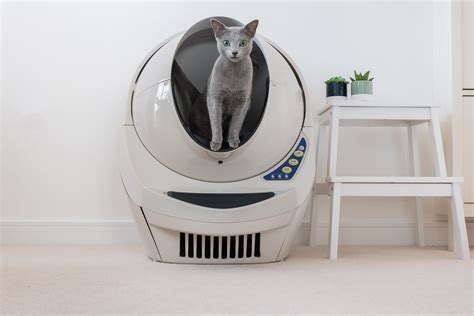 LOOK THOSE EYES! #cats #litterrobot Litter Robot, Cat Litter, Self Cleaning Litter Box, Plastic ...