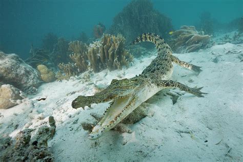 Underwater View Of Saltwater Crocodile Photograph by Reinhard Dirscherl