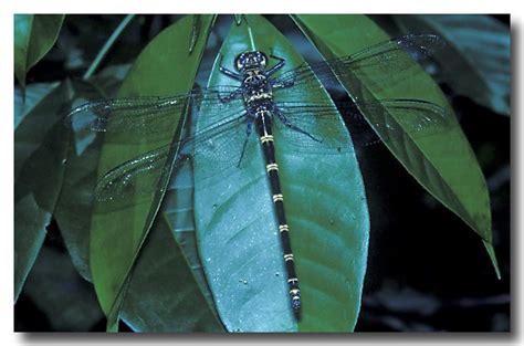 Giant Petaltail - Dragonfly - Lochman TransparenciesLochman Transparencies