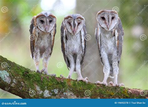 Baby Barn Owl Royalty Free Stock Photos - Image: 19692278