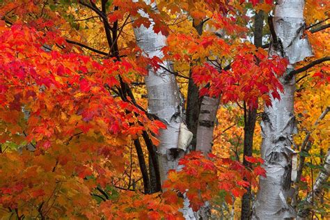 Fall Color in Vermont | autumn birch vermont vermont autumn tapestry autumn sumac elowah falls ...