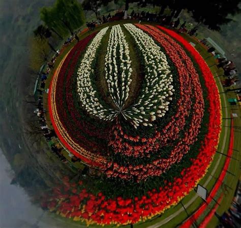 Tulip Garden in Kashmir | Tulips garden, Srinagar, Kashmir