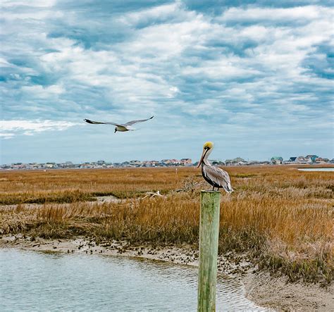 ABOUT – Murrells Inlet MarshWalk