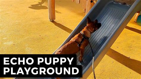 Puppy Playground Equipment | Puppy Playground - YouTube