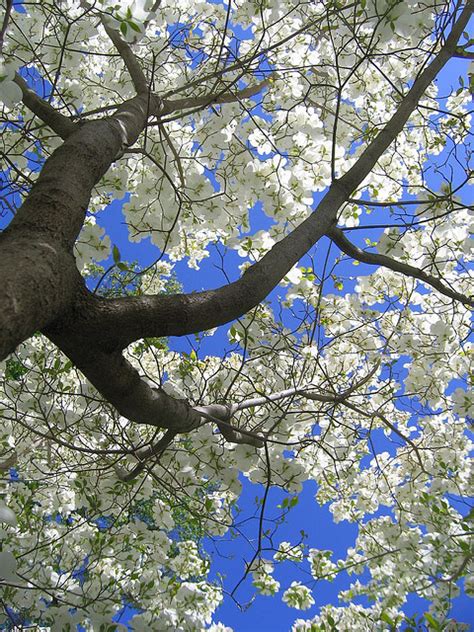 What Is The Story Behind The Dogwood Tree